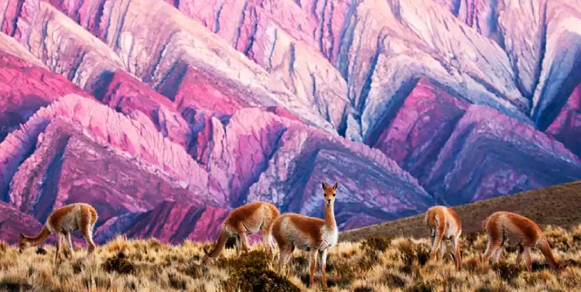 Beautiful llama in Serrania de Hornocal - The 14 Coloured Mountains - Koa Expeditions